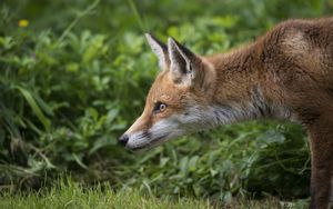 Preview wallpaper fox, grass, profile