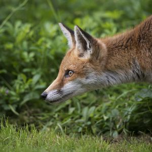 Preview wallpaper fox, grass, profile
