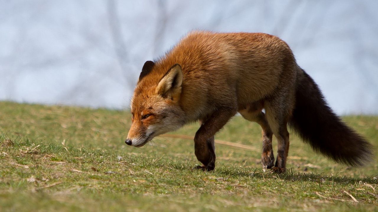 Wallpaper fox, grass, running, scared