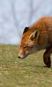 Preview wallpaper fox, grass, running, scared