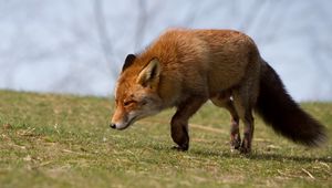 Preview wallpaper fox, grass, running, scared