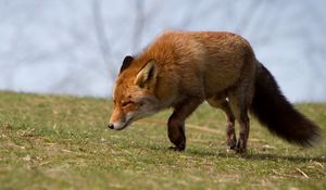 Preview wallpaper fox, grass, running, scared