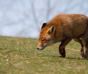 Preview wallpaper fox, grass, running, scared
