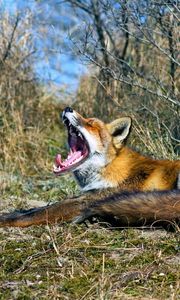 Preview wallpaper fox, grass, screaming, lying