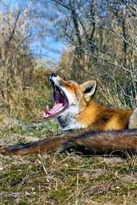 Preview wallpaper fox, grass, screaming, lying