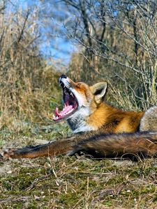 Preview wallpaper fox, grass, screaming, lying