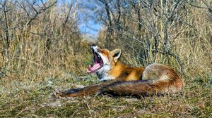 Preview wallpaper fox, grass, screaming, lying