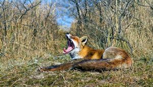 Preview wallpaper fox, grass, screaming, lying