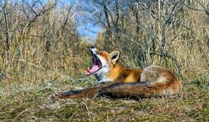 Preview wallpaper fox, grass, screaming, lying