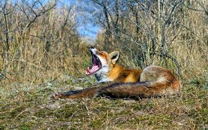 Preview wallpaper fox, grass, screaming, lying