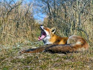 Preview wallpaper fox, grass, screaming, lying