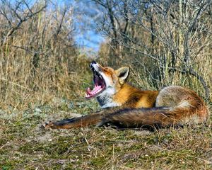 Preview wallpaper fox, grass, screaming, lying