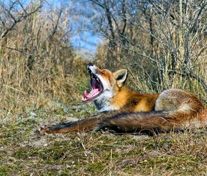 Preview wallpaper fox, grass, screaming, lying