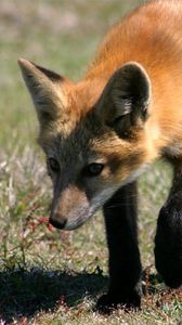 Preview wallpaper fox, grass, shade, walk