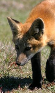 Preview wallpaper fox, grass, shade, walk