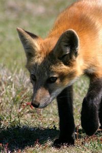 Preview wallpaper fox, grass, shade, walk