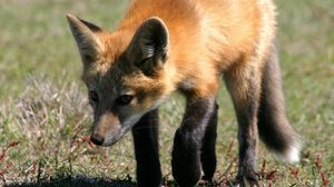 Preview wallpaper fox, grass, shade, walk