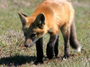 Preview wallpaper fox, grass, shade, walk