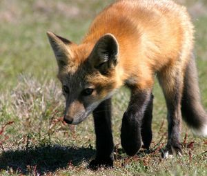 Preview wallpaper fox, grass, shade, walk