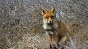 Preview wallpaper fox, grass, sit, forest