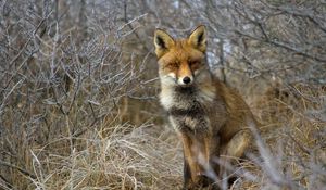 Preview wallpaper fox, grass, sit, forest