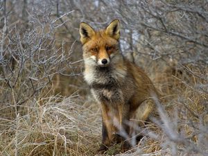 Preview wallpaper fox, grass, sit, forest