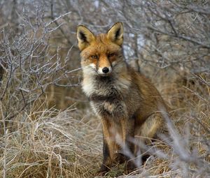 Preview wallpaper fox, grass, sit, forest