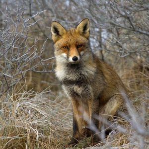 Preview wallpaper fox, grass, sit, forest