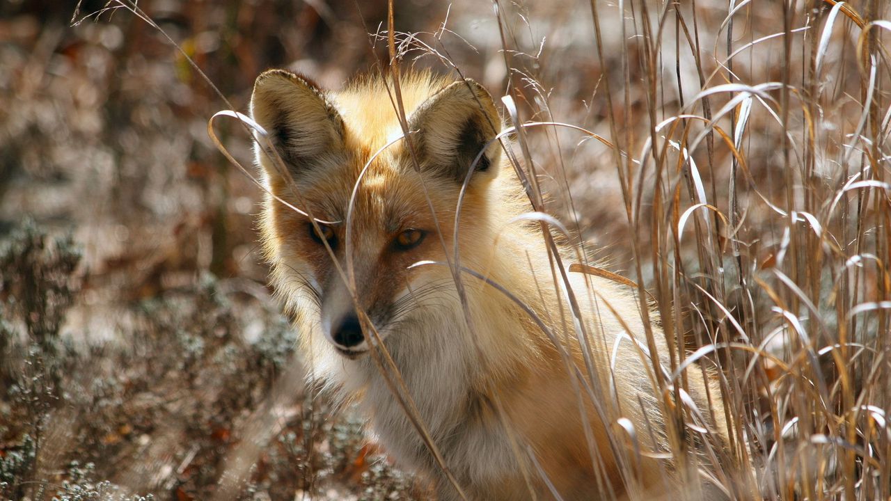 Wallpaper fox, grass, sit, hide