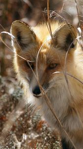 Preview wallpaper fox, grass, sit, hide