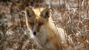 Preview wallpaper fox, grass, sit, hide