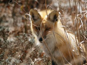 Preview wallpaper fox, grass, sit, hide