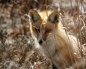 Preview wallpaper fox, grass, sit, hide