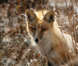 Preview wallpaper fox, grass, sit, hide