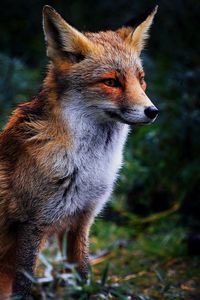Preview wallpaper fox, grass, sit, beautiful