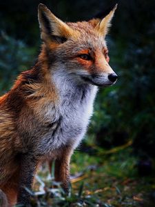 Preview wallpaper fox, grass, sit, beautiful