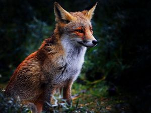 Preview wallpaper fox, grass, sit, beautiful