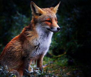 Preview wallpaper fox, grass, sit, beautiful