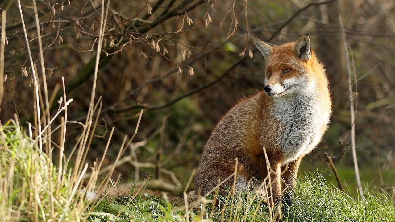 Wallpaper fox, grass, sit, predator
