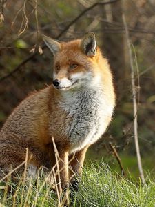 Preview wallpaper fox, grass, sit, predator