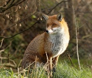 Preview wallpaper fox, grass, sit, predator