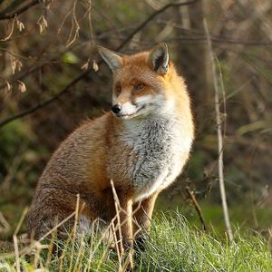 Preview wallpaper fox, grass, sit, predator