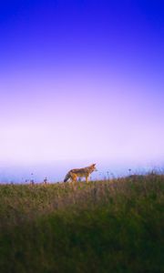 Preview wallpaper fox, grass, sky, walk