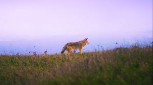 Preview wallpaper fox, grass, sky, walk