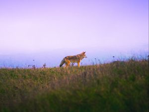 Preview wallpaper fox, grass, sky, walk