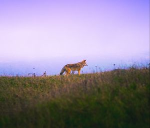 Preview wallpaper fox, grass, sky, walk