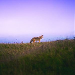 Preview wallpaper fox, grass, sky, walk