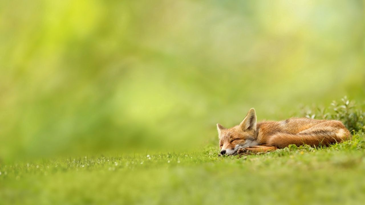 Wallpaper fox, grass, sleeping, waiting