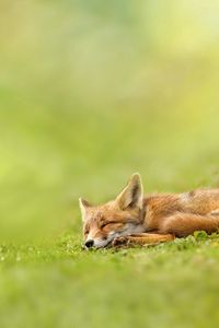 Preview wallpaper fox, grass, sleeping, waiting