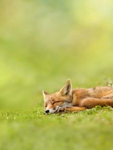 Preview wallpaper fox, grass, sleeping, waiting